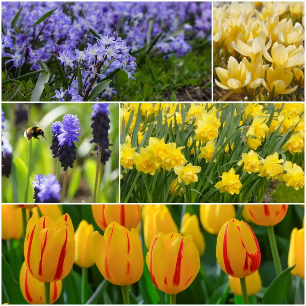 Lasagne pour fleurs printanières aux couleurs vives - BIO