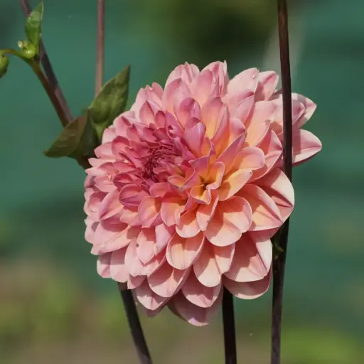 [B1065-1] Dahlia Phyllis Farmer - BIO (1 bulb)