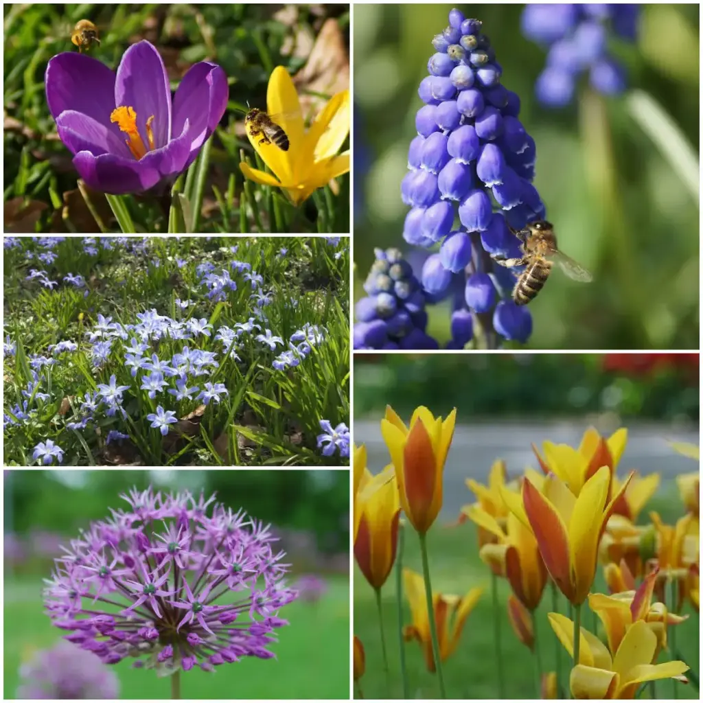 Paquet de pollinisateurs 50 pièces - BIO