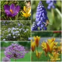 Paquet de pollinisateurs 50 pièces - BIO