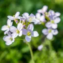 Cardamine des prés - Cardamine pratensis - BIO
