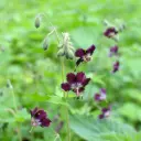 Geranium phaeum - Cranesbill - BIO