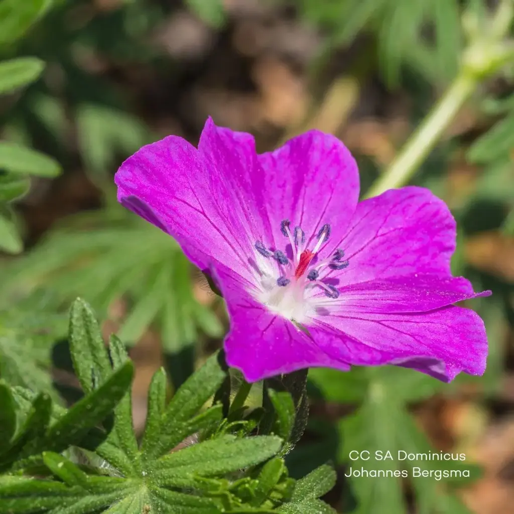 Geranium 'Fruit d'Fleur' - BIO