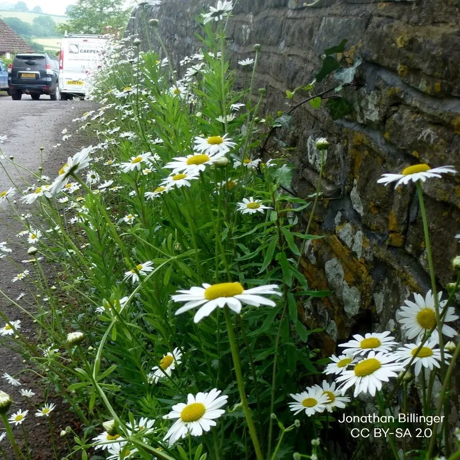 Leucanthemum Vulgare - Marguerite Commune - BIO