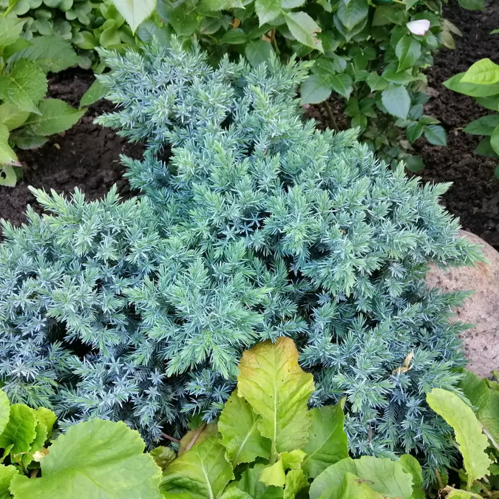 Juniperus squamata 'Blue Star' - BIO
