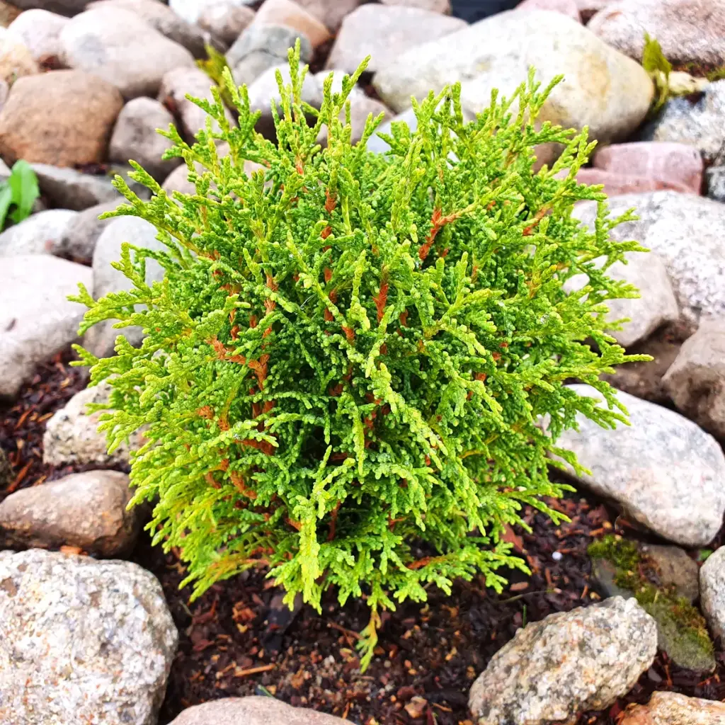 Thuya occidental 'Tiny Tim' - BIO