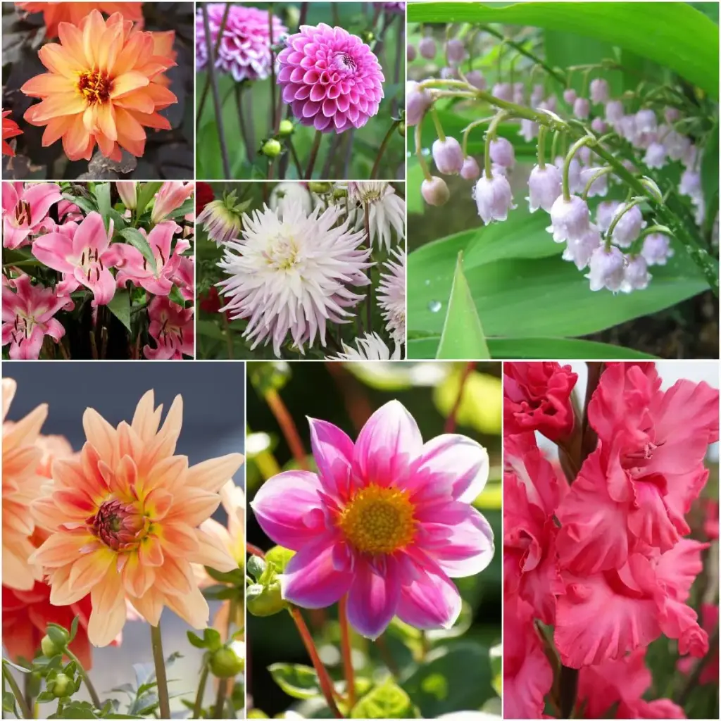 Cottage Garden Summer Dream - BIO