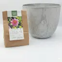 Dahlia Hartenaas - BIO avec pot Artstone