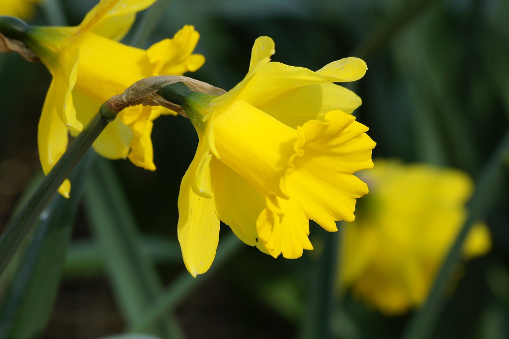 Jonquille - Narcisse Dutch Master - BIO