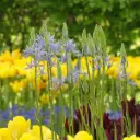 Camassia Cusickii - BIO