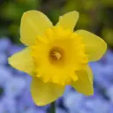 Jonquille - Narcisse Standard Value - BIO
