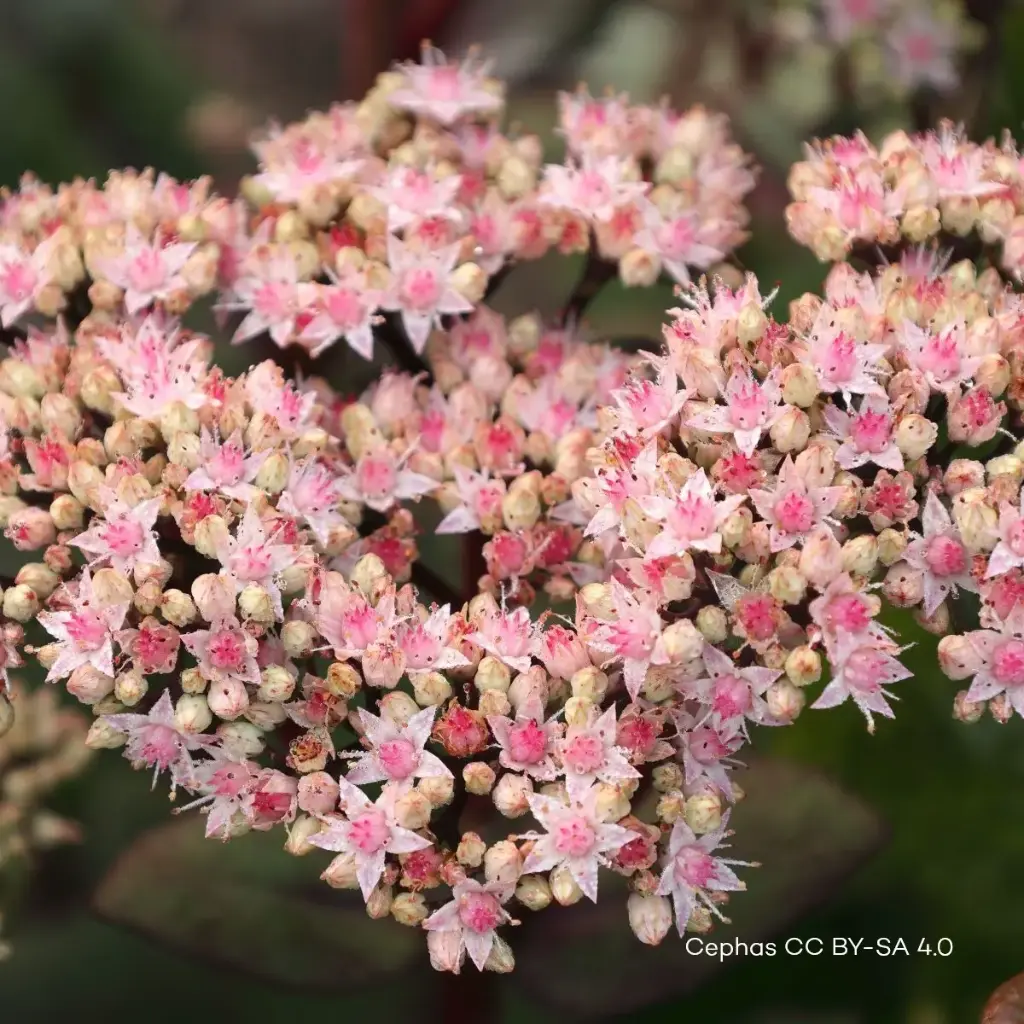 Sedum 'Matrona' P9 - BIO