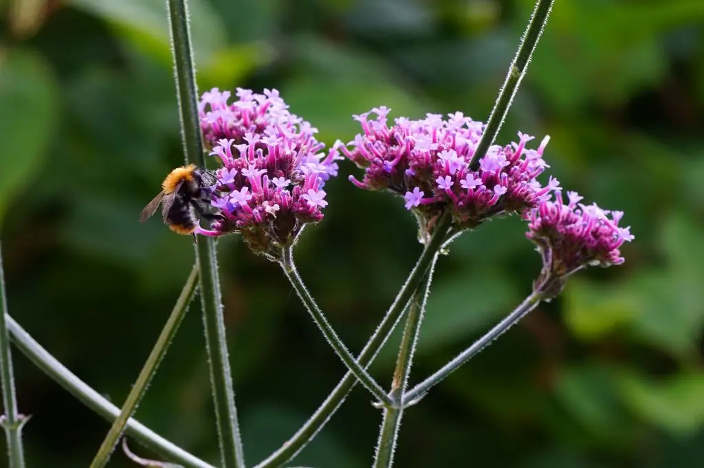 Verveine de Buenos Aires - Verbena Bonariensis - Compact - BIO