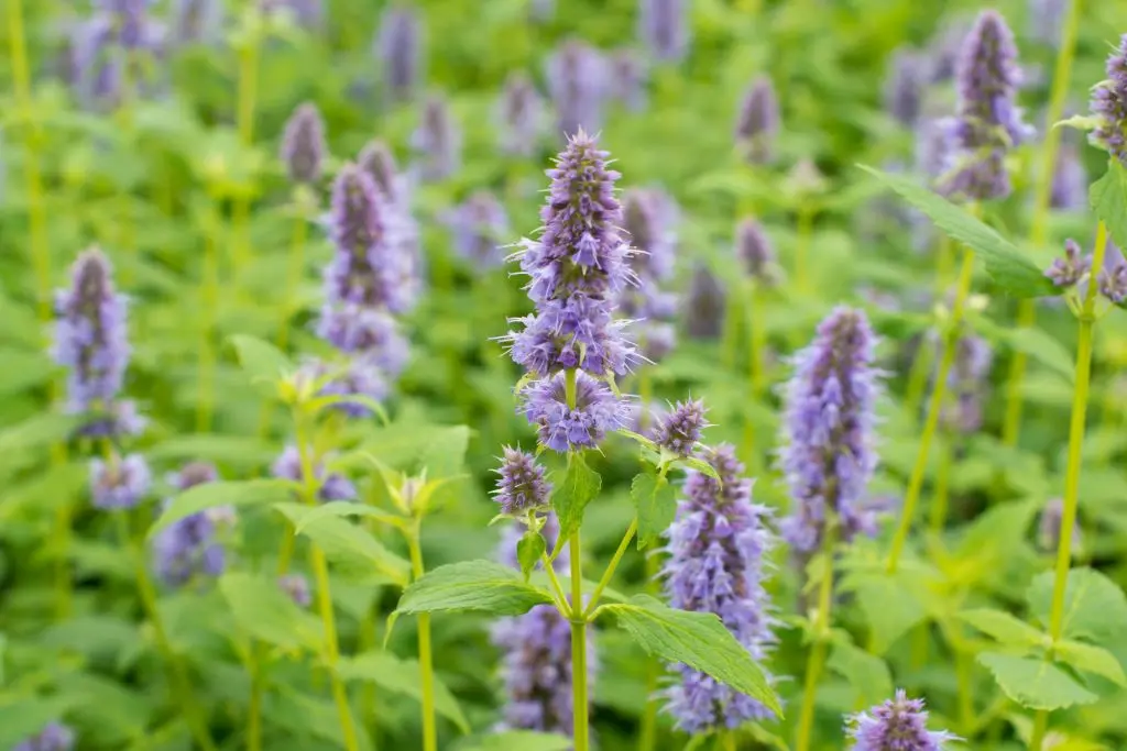 Agastache Blue Fortune - P9 - BIO