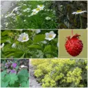 Kit de décapage de dalles pour parterre de jardin mi-ombre 1 m² - BIO