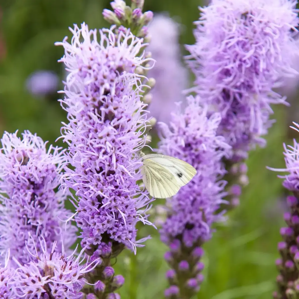 Liatris Spicata - P9 - BIO