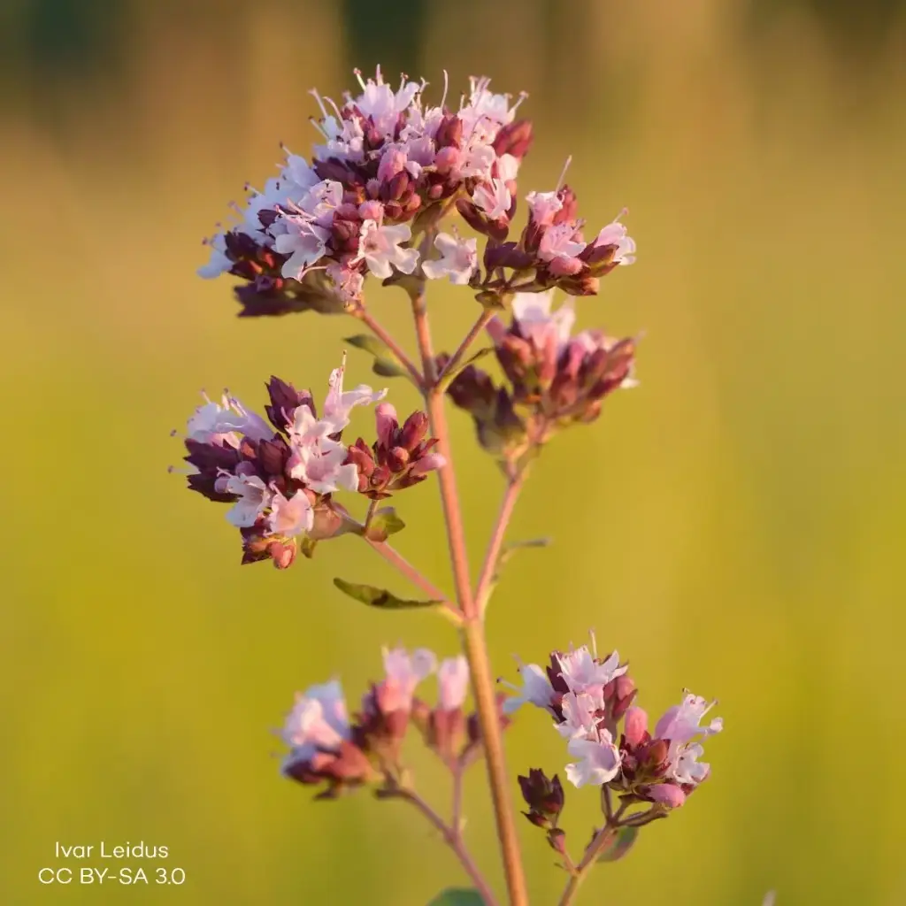 Origanum vulg. 'Compactum' P9 - BIO