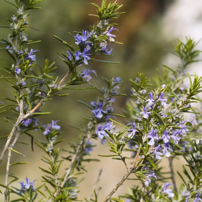 Rosmarinus - Compact  - BIO