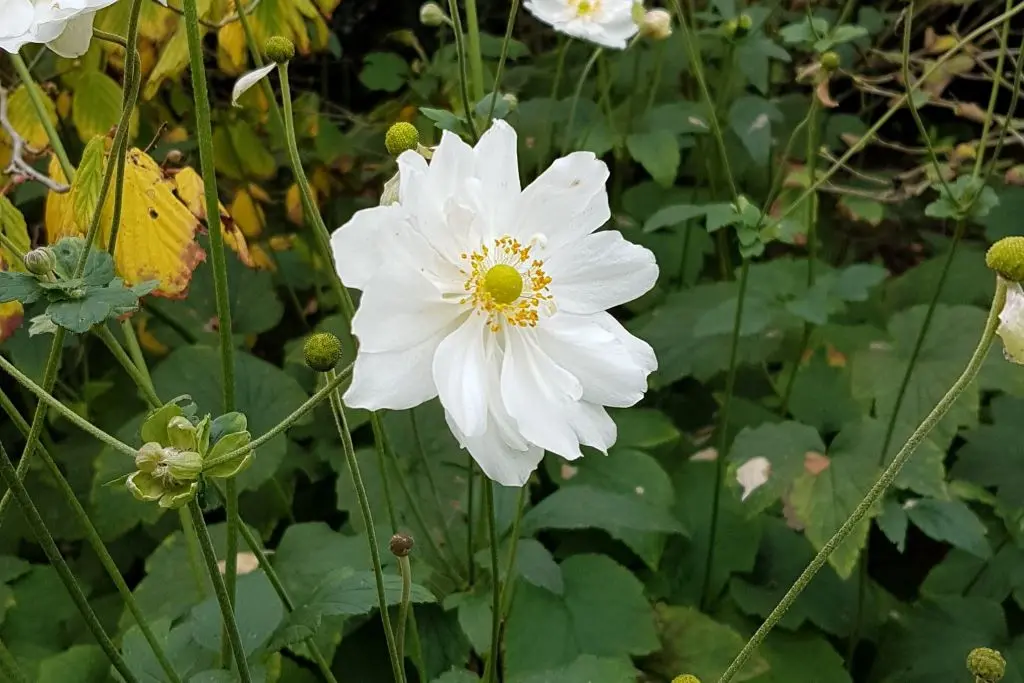 Anemone hyb. 'Honorine Jobert' P9 - BIO
