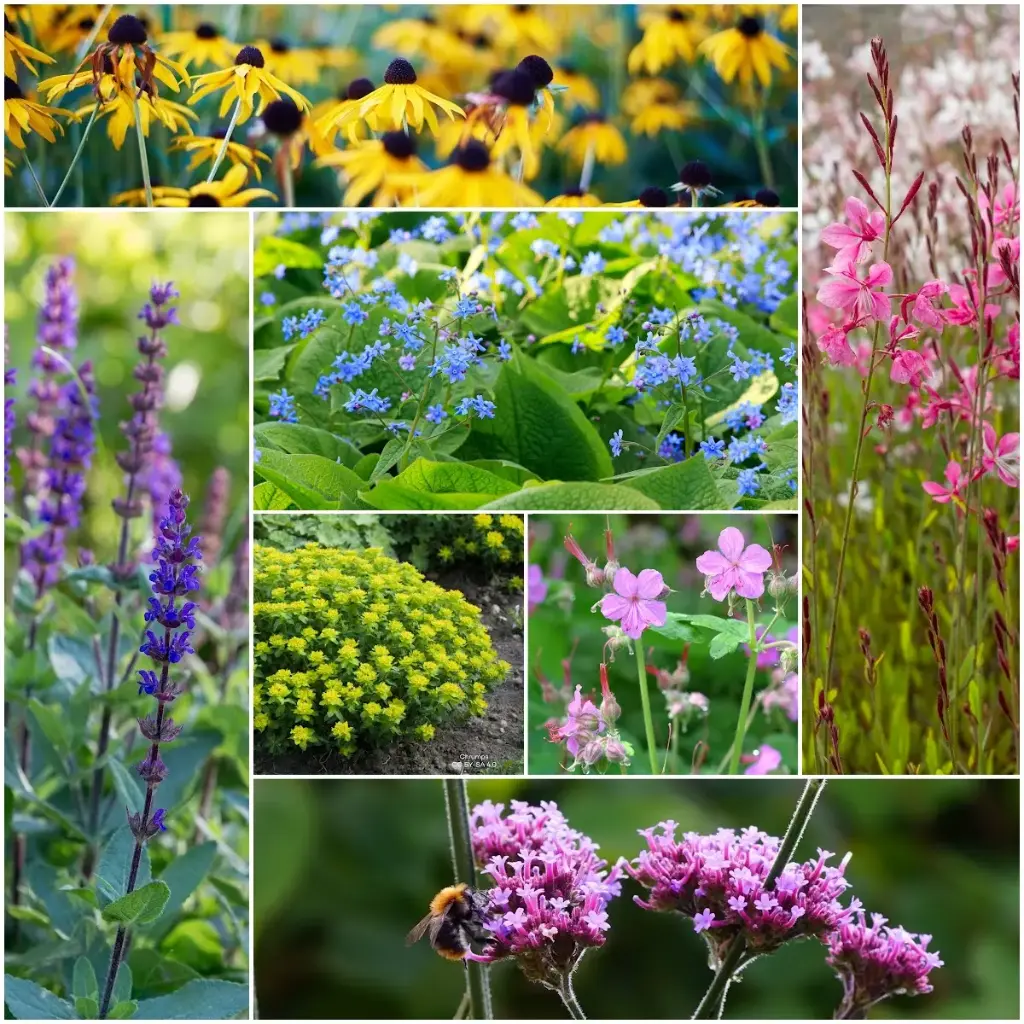 Parterre de fleurs bourdonnant - BIO