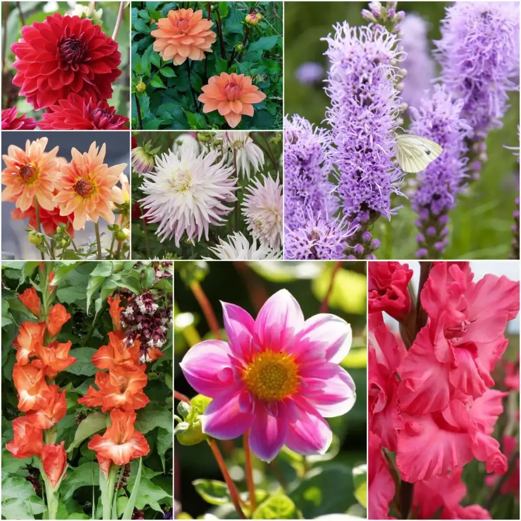 Cottage Garden Summer Dream - ORG (V2)