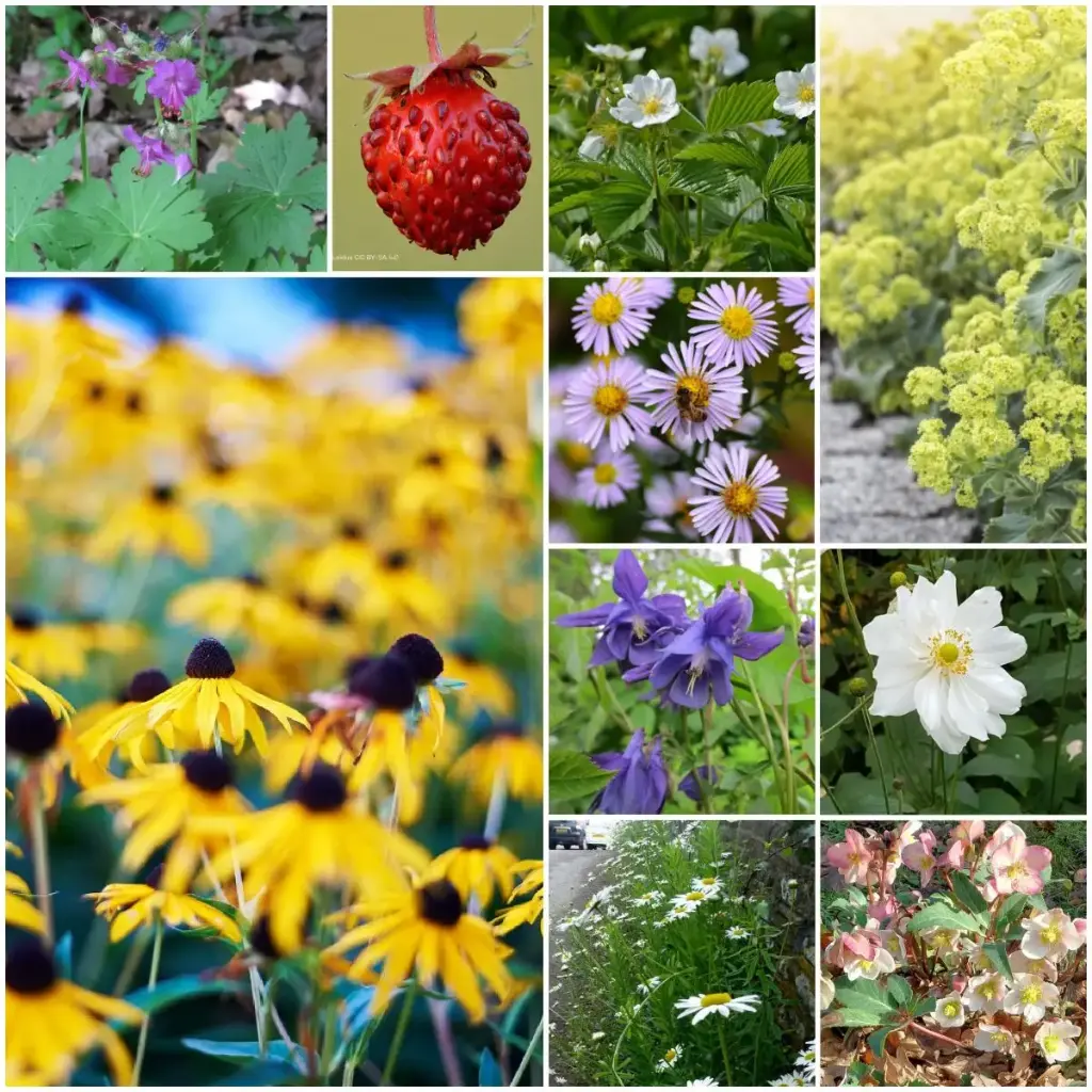 Massifs prêts à planter mi-ombre 4 m² - BIO