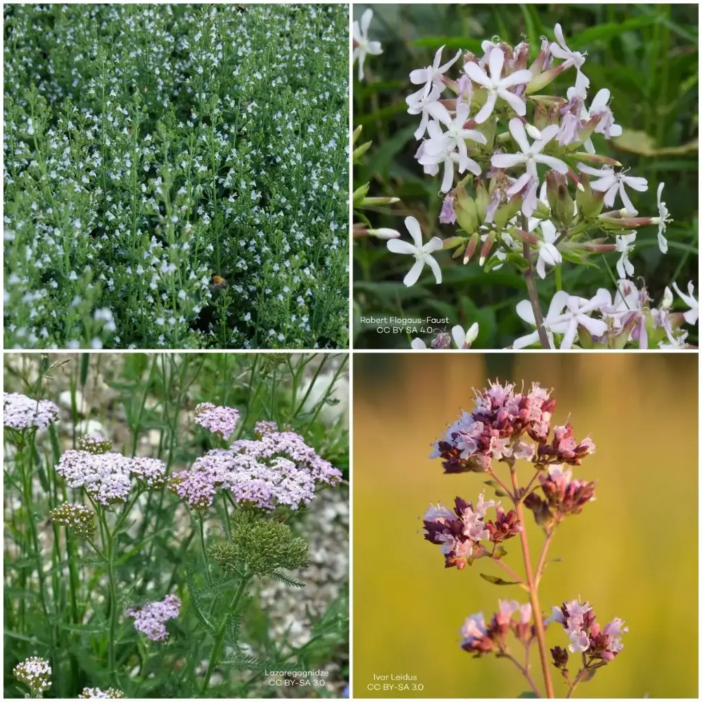 Massifs prêts à planter Soleil 1 m² - BIO