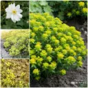 Massifs prêts à planter Ombre 1 m² - BIO