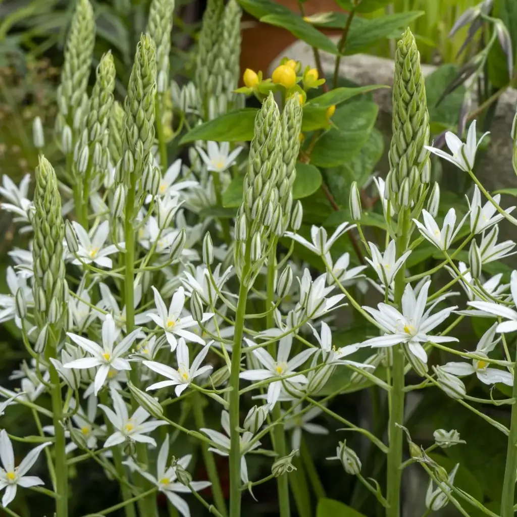 Ornithogalum ponticum Sochi - BIO