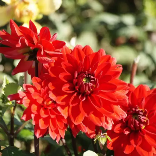 [B1069-1] Dahlia Heatwave - BIO (1 bulb)