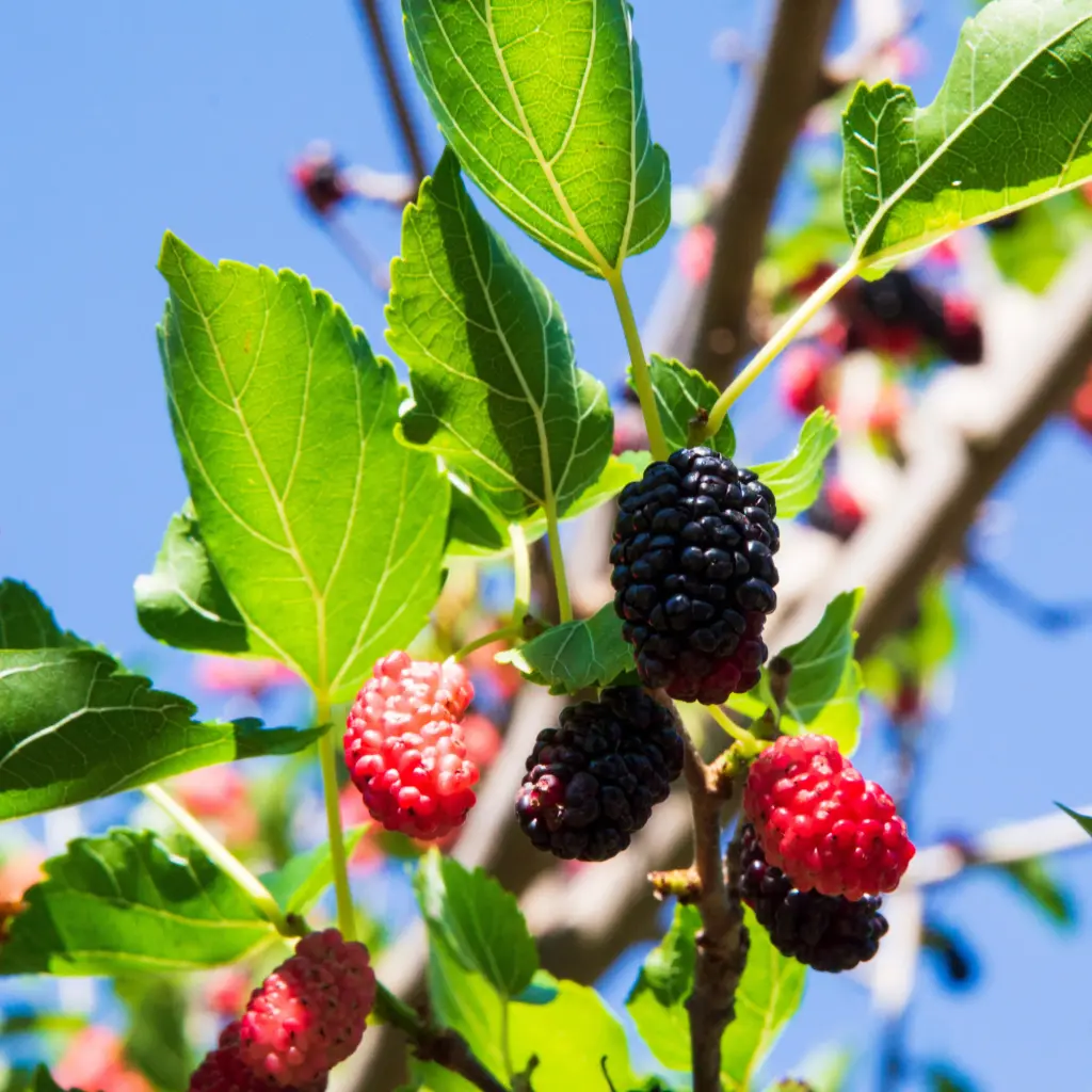 Mûrier Illinois Everbearing - Généteux - BIO