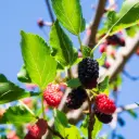 Mûrier Illinois Everbearing - Généteux - BIO