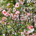 Cognassier de Chine - Chaenomeles cathayensis - Généteux - BIO