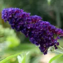 Arbre aux Papillons - Buddleja Black Knight - Généteux - BIO