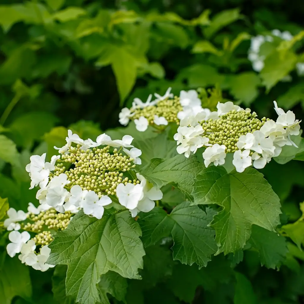 Viburnum Opulus - Viorne Obier - P15 - BIO