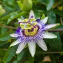 Passiflore - Passiflora Caerulea - Généteux - BIO