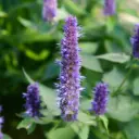 Agastache Black Adder - Compact - BIO