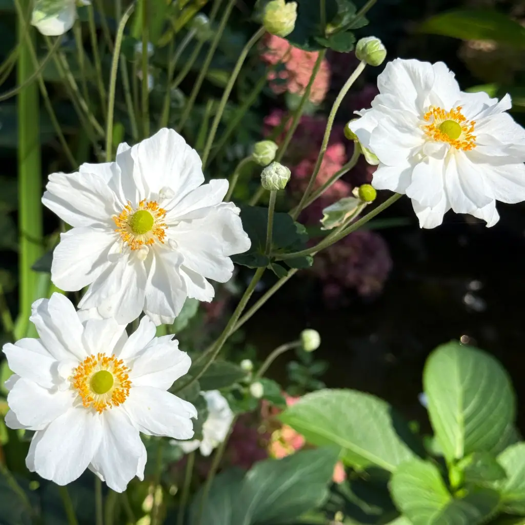 Anémone du Japon - Anemone Whirlwind - Compact  - BIO