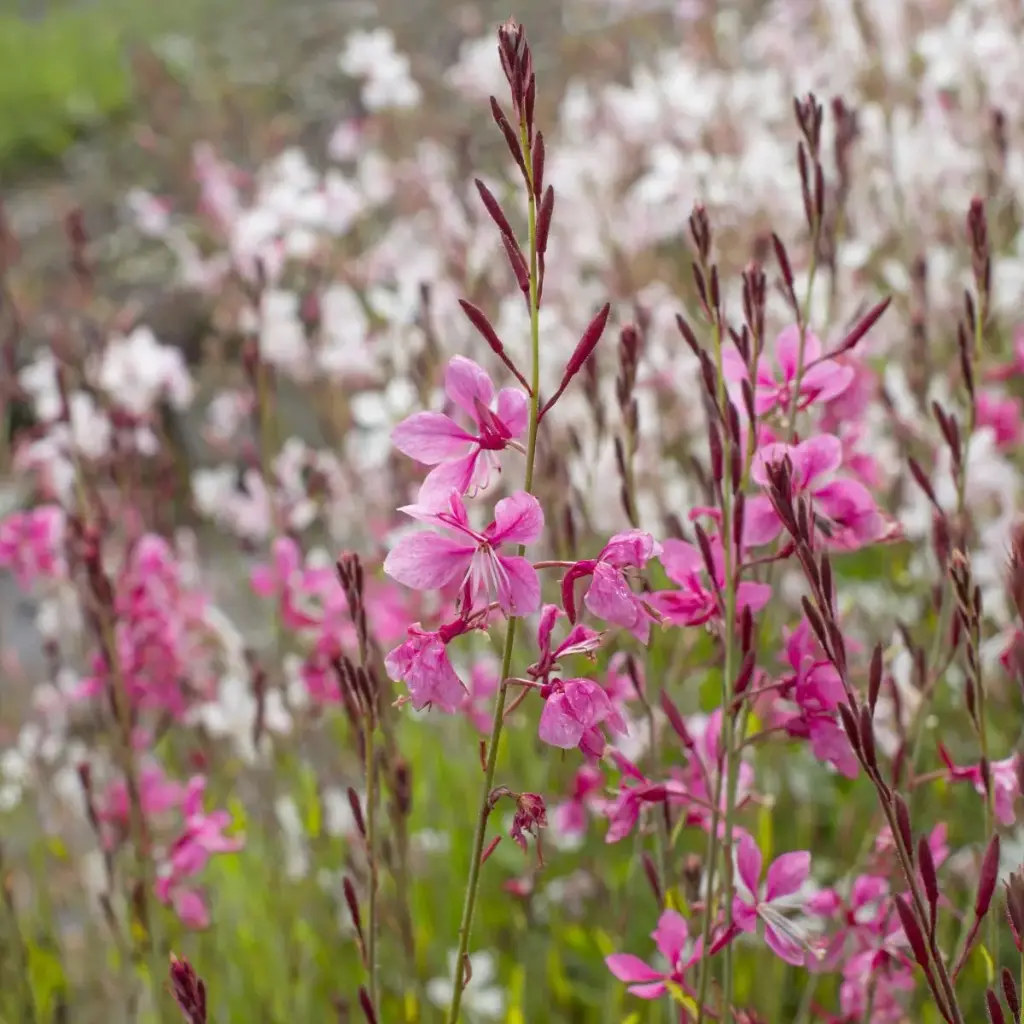 Gaura Siskiyou Pink - Compact  - BIO