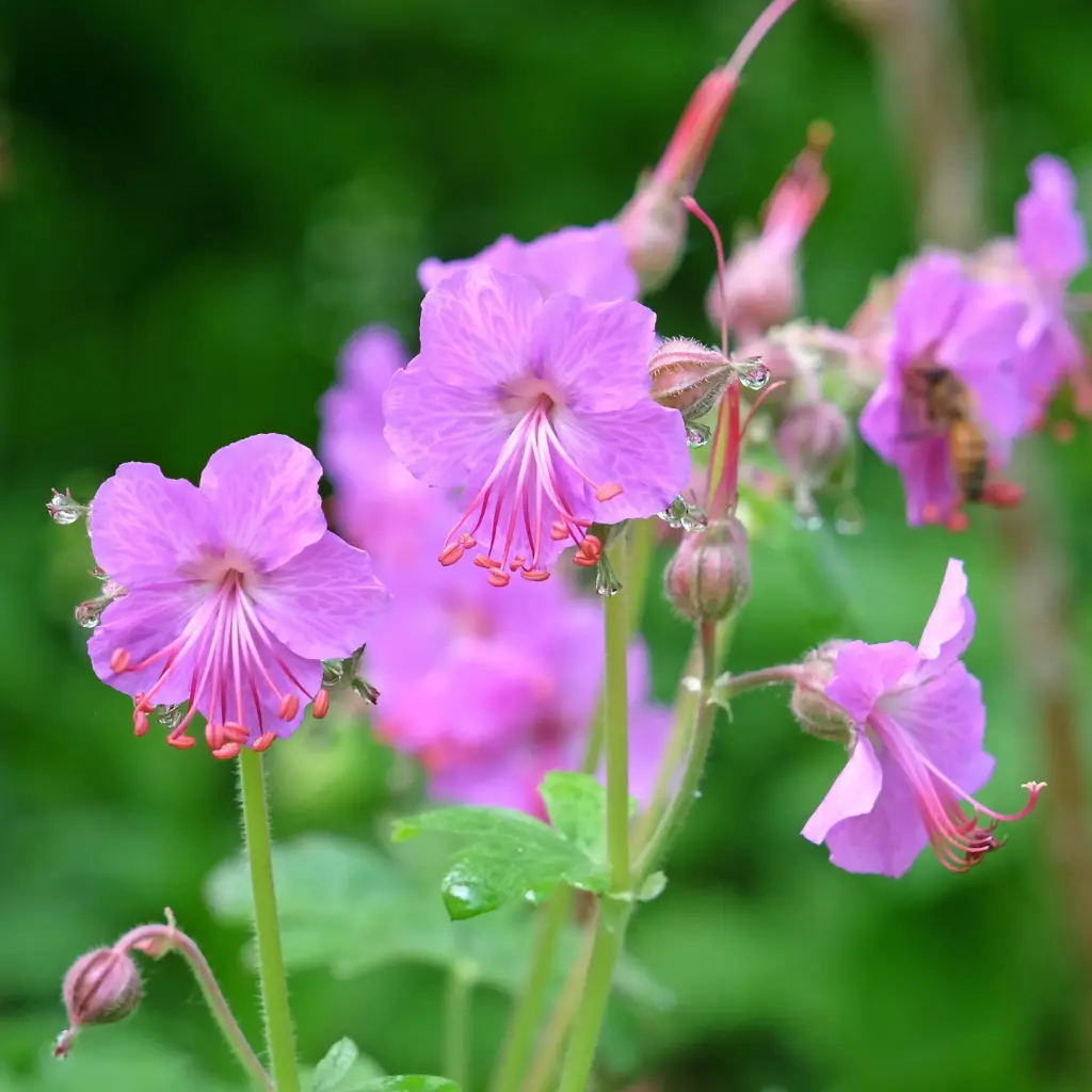 Geranium Bevan's Variety - Compact - BIO