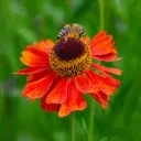 Helenium Moerheim Beauty - Compact - BIO