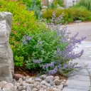 Nepeta Walker's Low - Cataire - Compact - BIO
