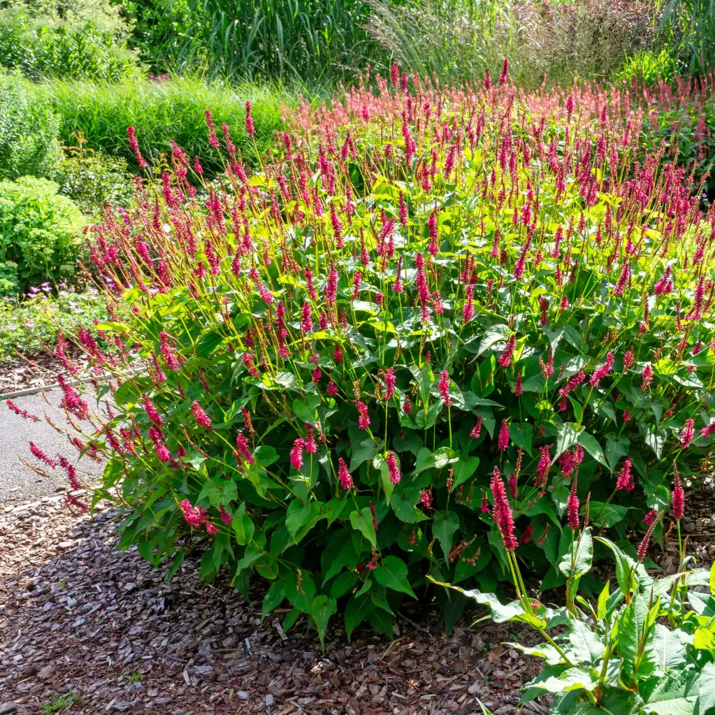 Persicaria amplexicaulis - Compact - BIO