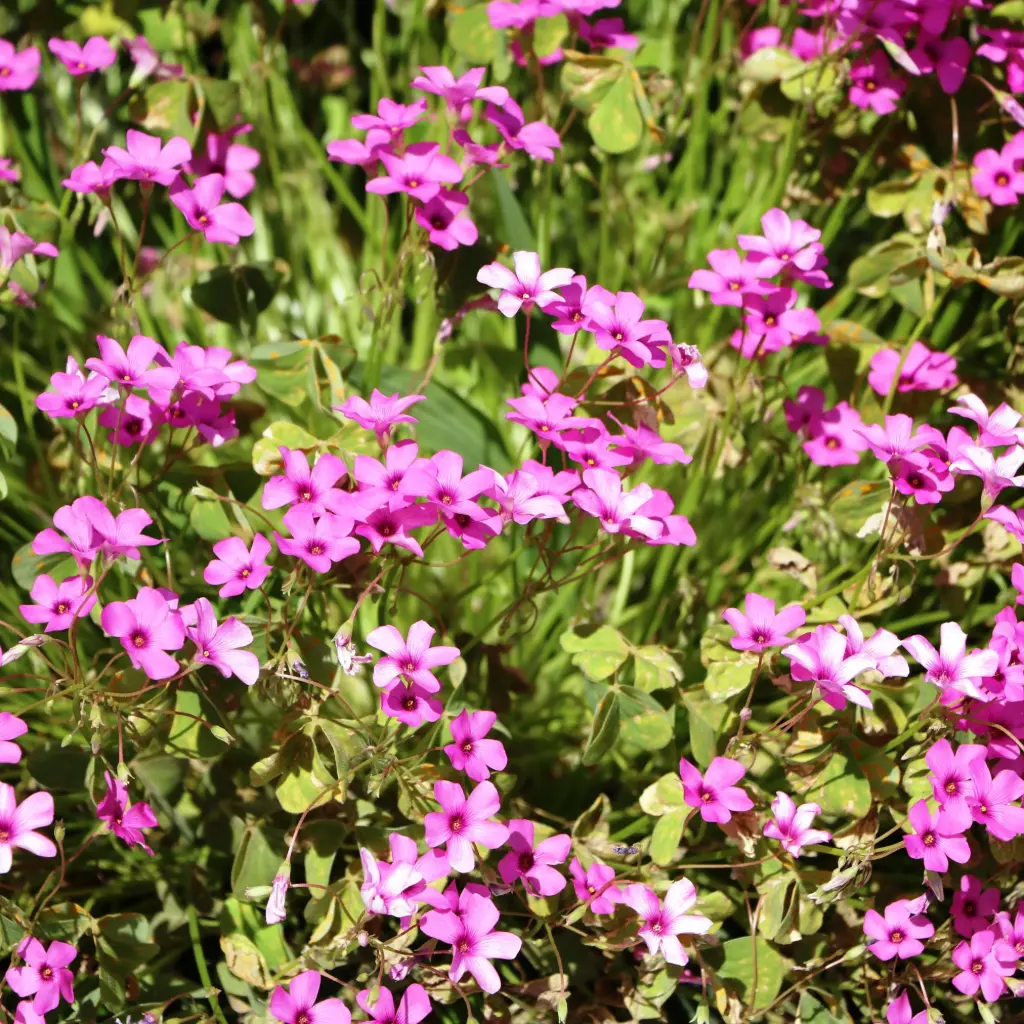 Phlox sub. Scarlet Flame - Phlox Mousse - Compact - BIO