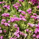 Phlox sub. Scarlet Flame - Phlox Mousse - Compact - BIO