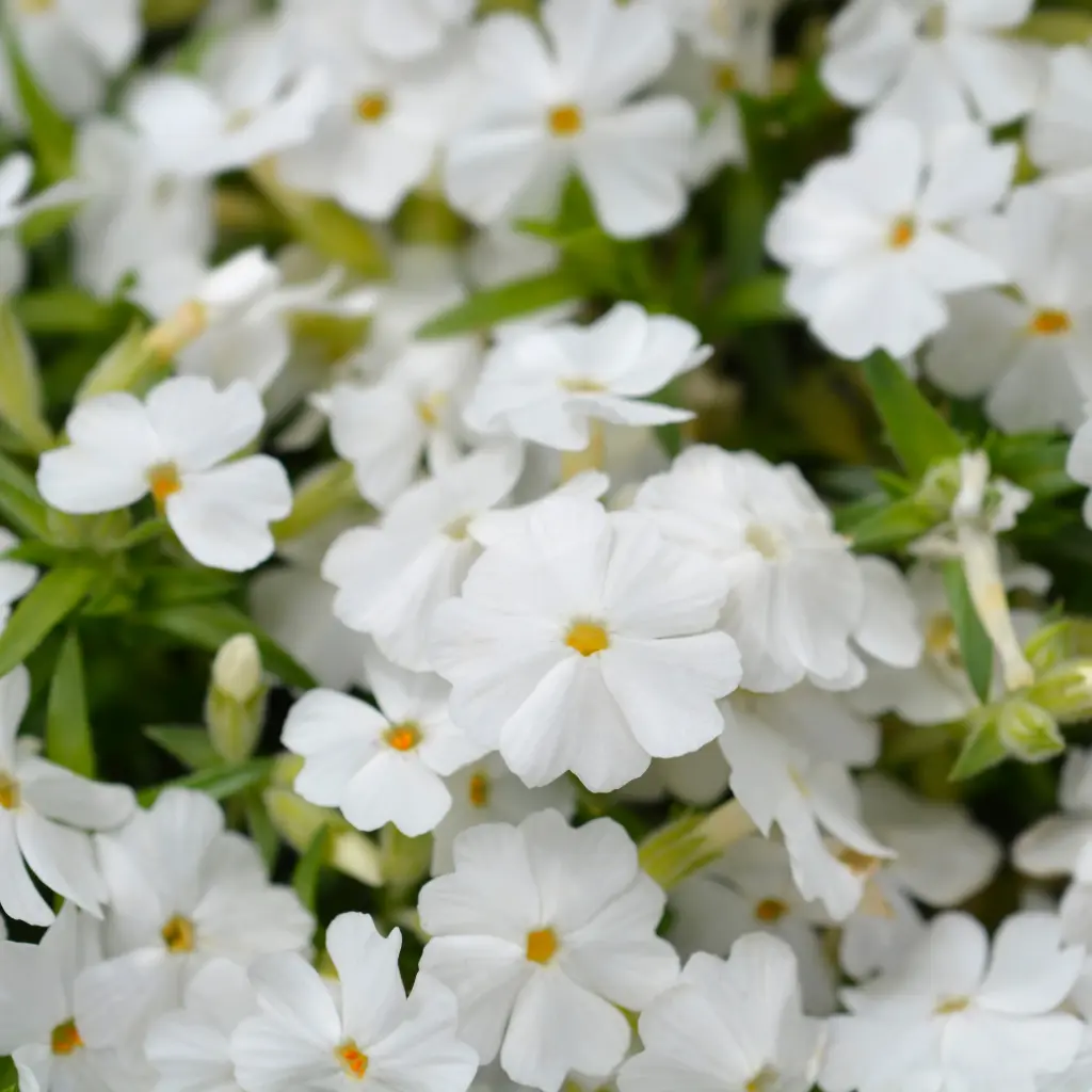 Phlox sub. White Delight - Phlox Mousse - Compact  - BIO