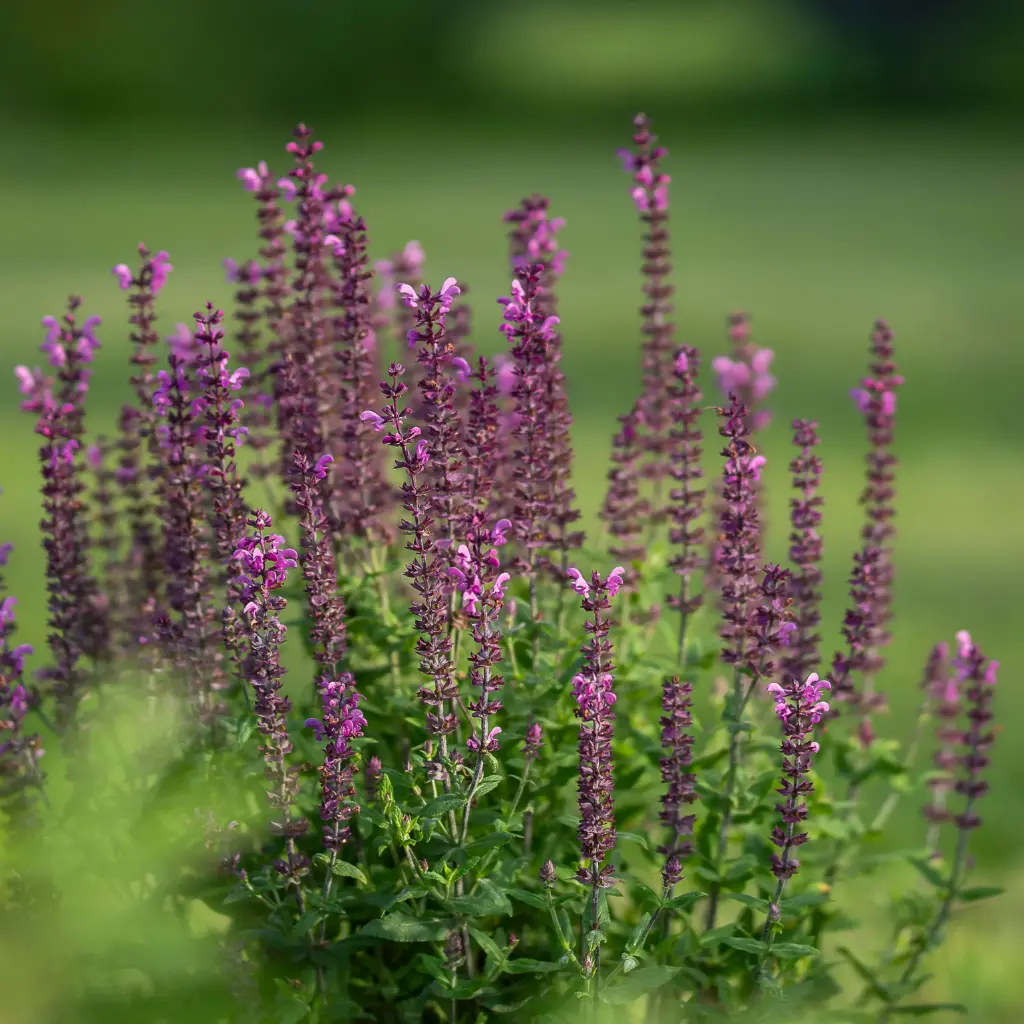 Salvia Caradonna -  Compact - BIO