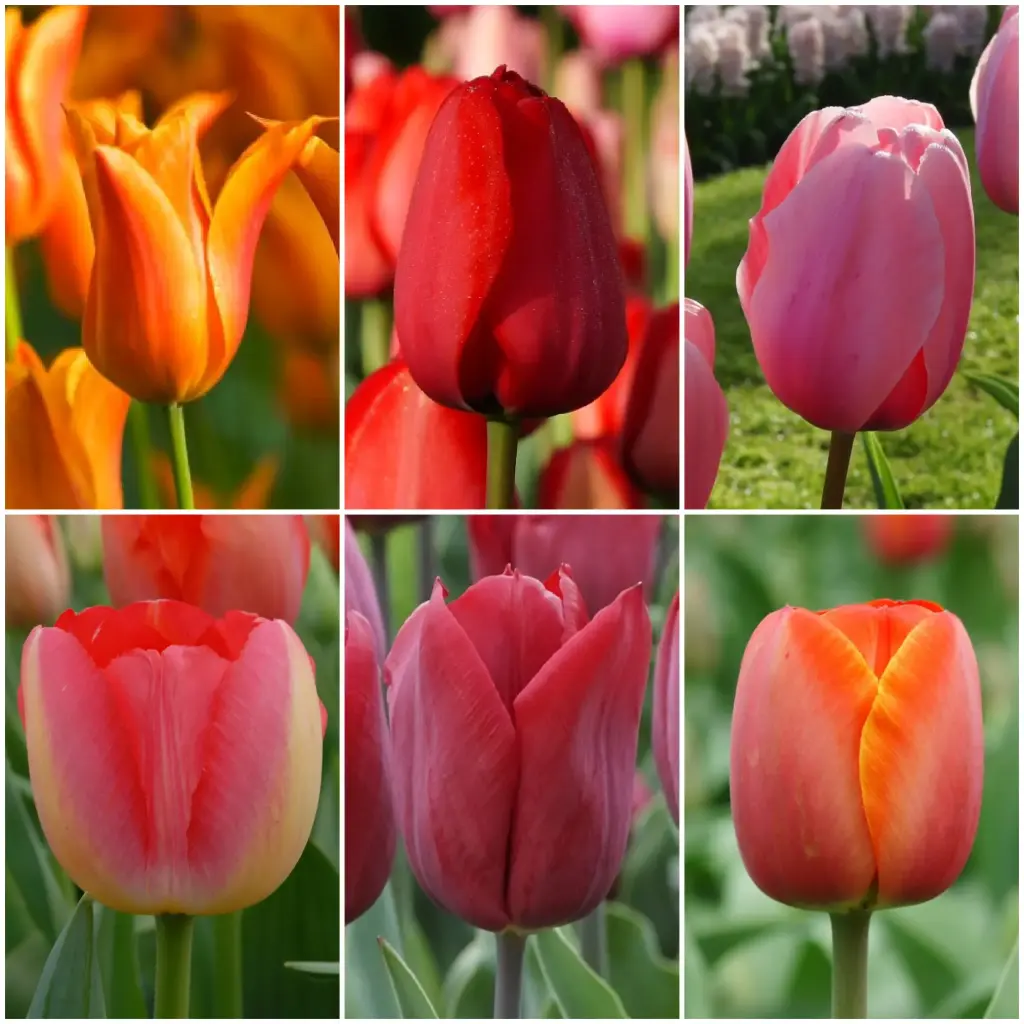 LOT de Tulipes Hautes V2 - BIO