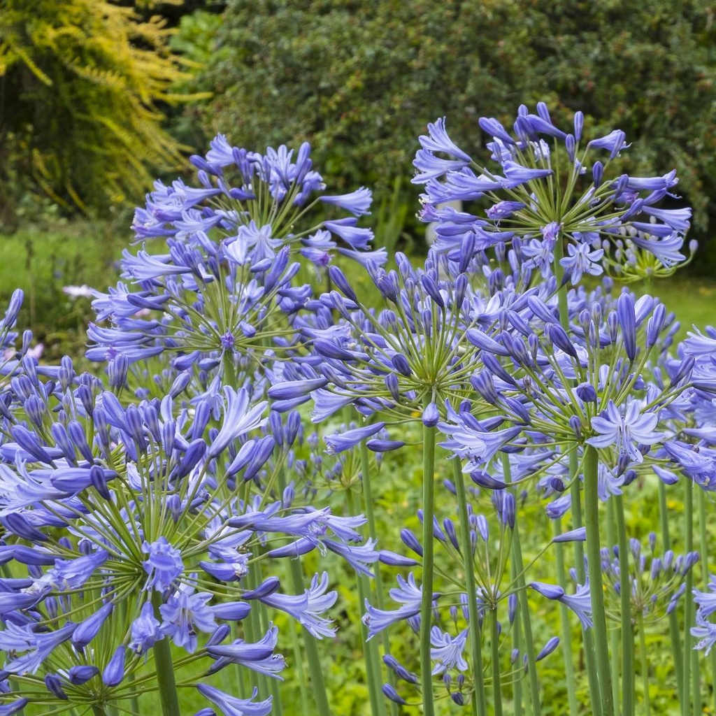 Agapanthe - Agapanthus Charlotte - BIO