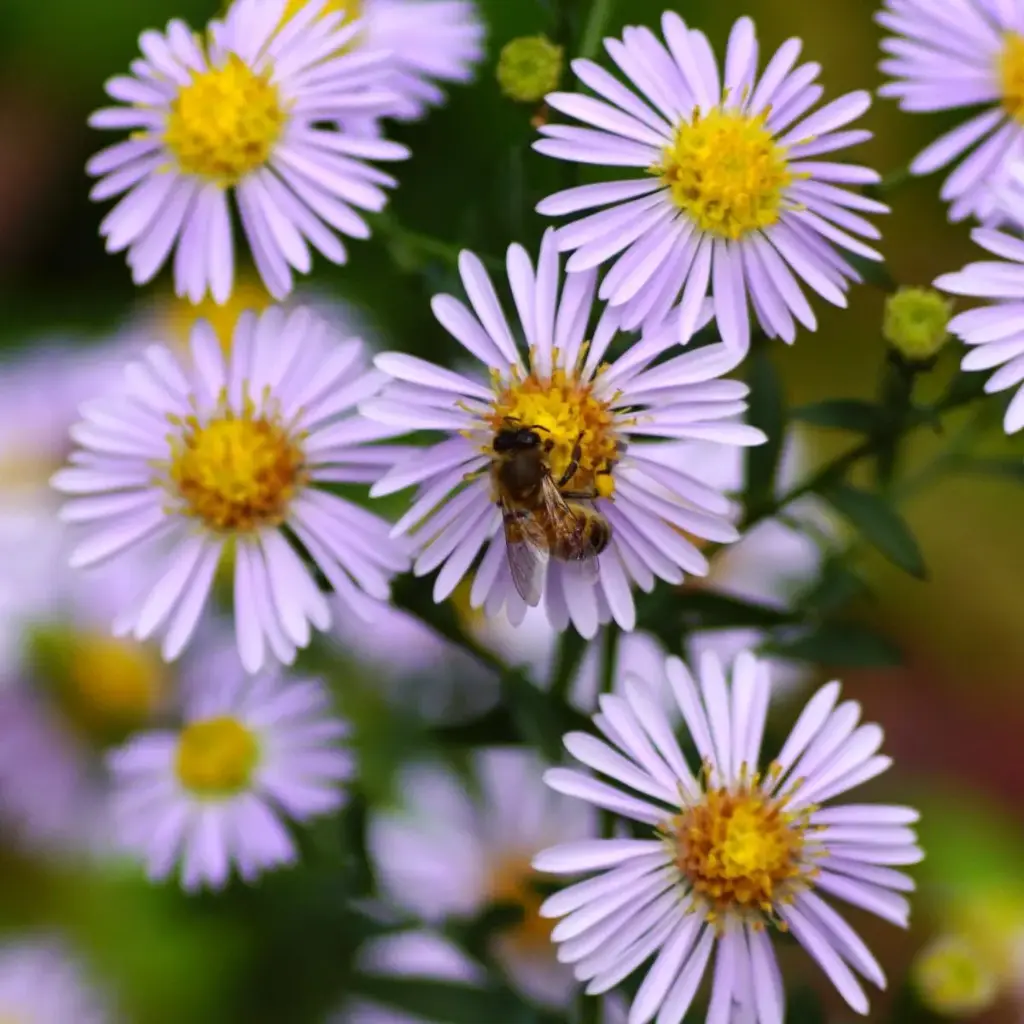 Aster Asran - BIO